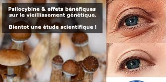 L’hypothèse du télomère de la psilocybine : Une prédiction empiriquement falsifiable concernant les effets neuropsychopharmacologiques bénéfiques de la psilocybine sur le vieillissement génétique