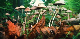 5-méthoxy-N,N-diméthyltryptamine : Un catalyseur neurochimique endogène de la créativité qui dissout l’ego