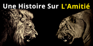 Une Histoire Sur l’Amitié: Un Lion Et Un Tigre // Une Histoire Bouddhiste