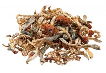 La médecine sacrée des champignons 4 fois plus efficaces que les antidépresseurs ?