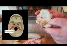 Cerveau Vibratoire Quantique : « Qu’il te soit fait selon ta foi »