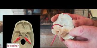 Cerveau Vibratoire Quantique : « Qu’il te soit fait selon ta foi »