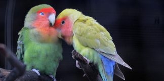 Espagne: des perroquets aperçus en train de libérer des oiseaux enfermés dans des cages allant de maison en maison