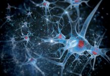 Le cannabis provoque la neurogenèse