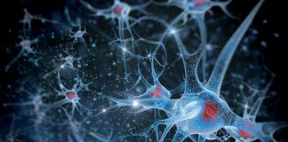 Le cannabis provoque la neurogenèse