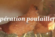 Opération poulailler 😜💚