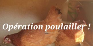 Opération poulailler 😜💚