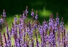 Les infusions à base de Sauge et Perilla guérissent du Covid, selon des chercheurs allemands