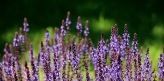 Les infusions à base de Sauge et Perilla guérissent du Covid, selon des chercheurs allemands