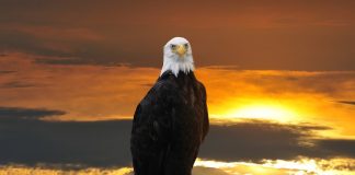 Message de White Eagle, de la nation Hopi