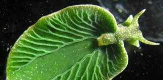 Mi-animal, mi-végétal