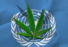 L’ONU reconnaît officiellement les propriétés médicinales du cannabis