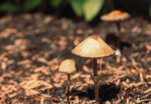 Psilocybinothérapie : Le remède ancestral qui revient dans la lutte contre la maladie mentale