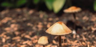 Psilocybinothérapie : Le remède ancestral qui revient dans la lutte contre la maladie mentale