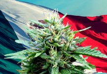 Le Sénat mexicain vote en faveur de la légalisation du plus grand marché de cannabis du monde