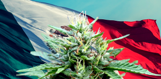 Le Sénat mexicain vote en faveur de la légalisation du plus grand marché de cannabis du monde