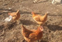 Opération poulailler 2 – Le poulet contre-attaque