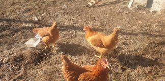 Opération poulailler 2 – Le poulet contre-attaque