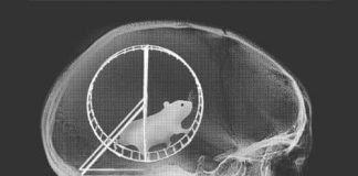 Quelle est cette roue de la Bête + Eurêka – par Didier