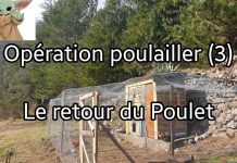 Opération poulailler (3) – Le retour du poulet
