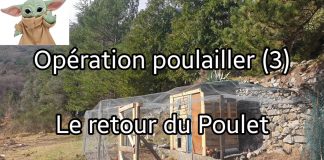 Opération poulailler (3) – Le retour du poulet