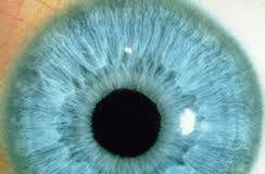 L’iris: mirroir du corps et de l’âme