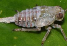 Des “engrenages mécaniques” qui fonctionnent, vus pour la première fois dans la nature