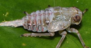 Des “engrenages mécaniques” qui fonctionnent, vus pour la première fois dans la nature