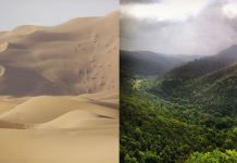 Comment les Chinois transforment des déserts en jardins fleuris