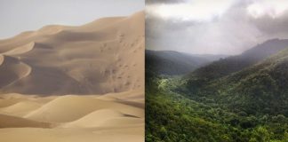 Comment les Chinois transforment des déserts en jardins fleuris