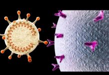 Dixième et dernier cours sur les Microzymas : virus VS nanobes !