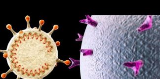 Dixième et dernier cours sur les Microzymas : virus VS nanobes !