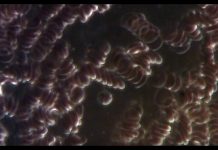 Les Microzymas, les bâtisseurs de la vie – Alain Scohy