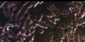 Les Microzymas, les bâtisseurs de la vie – Alain Scohy