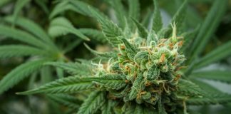 Réduire la dépendance aux opioïdes avec le cannabis : voici ce que disent 4 études récentes