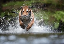 C’est dans le désastre que le Vivant se réveille, par Louis Fouché