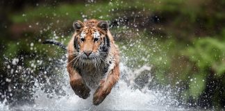 C’est dans le désastre que le Vivant se réveille, par Louis Fouché