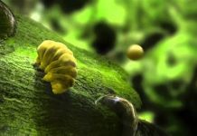 Le tardigrade peut-il aider à sauver l’humanité ?