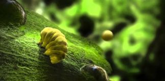 Le tardigrade peut-il aider à sauver l’humanité ?