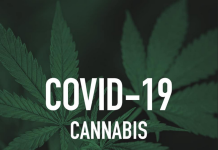 Des composés du cannabis ont empêché l’infection du Covid dans une étude de laboratoire
