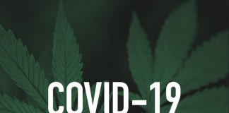 Des composés du cannabis ont empêché l’infection du Covid dans une étude de laboratoire