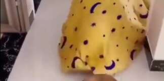 Un monstre avaleur de chiens fait son apparition sur terre ;)