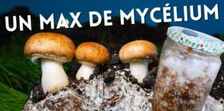 Culture de mycélium pour une production massive de champignon