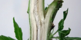 La puissance de la batterie au chanvre