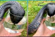 Les animaux qui ont demandé de l’aide et de la gentillesse | Les meilleurs moments de 2022!