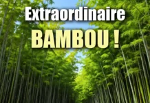 Le Bambou : Une Plante Extraordinaire et un Marché en Pleine Expansion