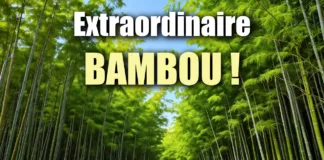 Le Bambou : Une Plante Extraordinaire et un Marché en Pleine Expansion