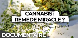 Le cannabis : Un médicament miracle stigmatisé