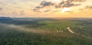 La déforestation en Amazonie ralentit — et ce n’est pas un accident
