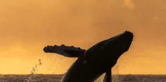 Le retour des baleines : population en hausse record dans le Pacifique